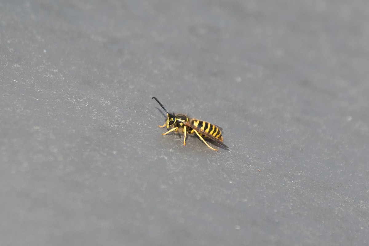Eastern Yellowjacket - ML644813644