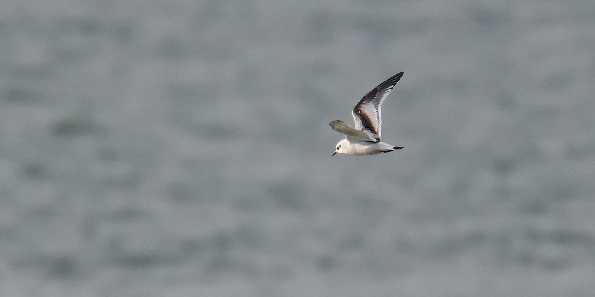 Little Gull - ML644813649