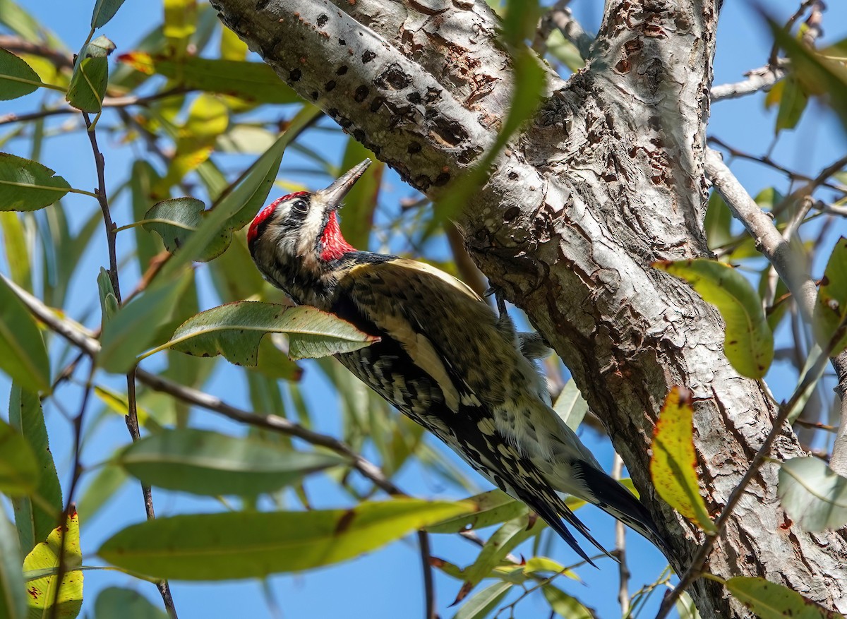 Gelbbauch-Saftlecker - ML644813656