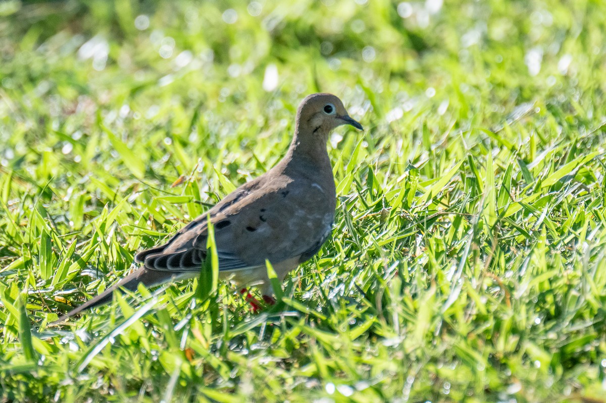 Mourning Dove - ML644813661