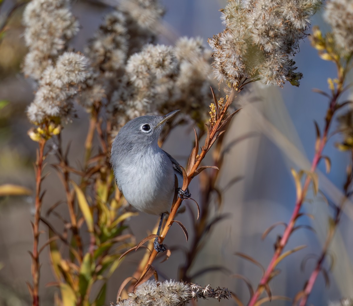 Blue-gray Gnatcatcher - ML644813663