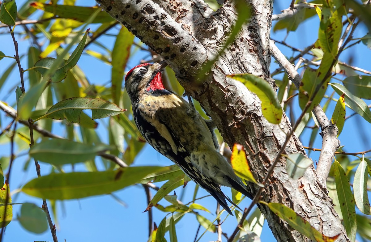 Gelbbauch-Saftlecker - ML644813666