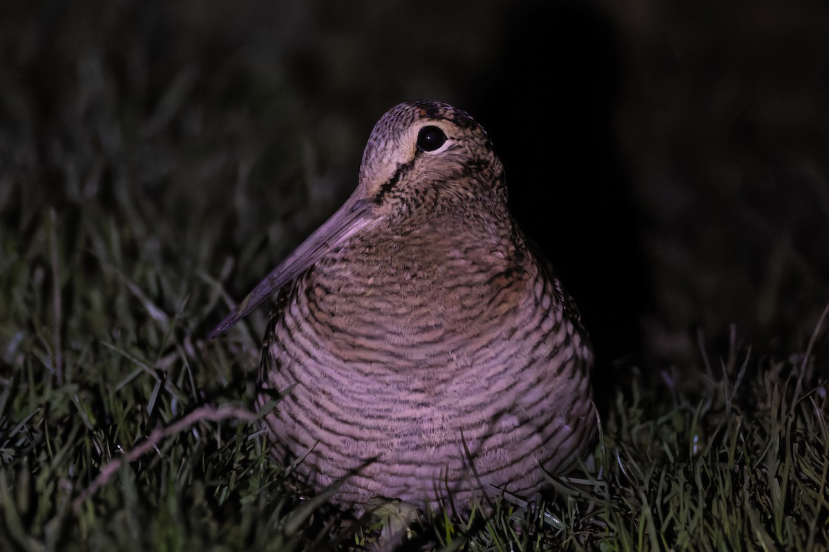 Eurasian Woodcock - ML644813679