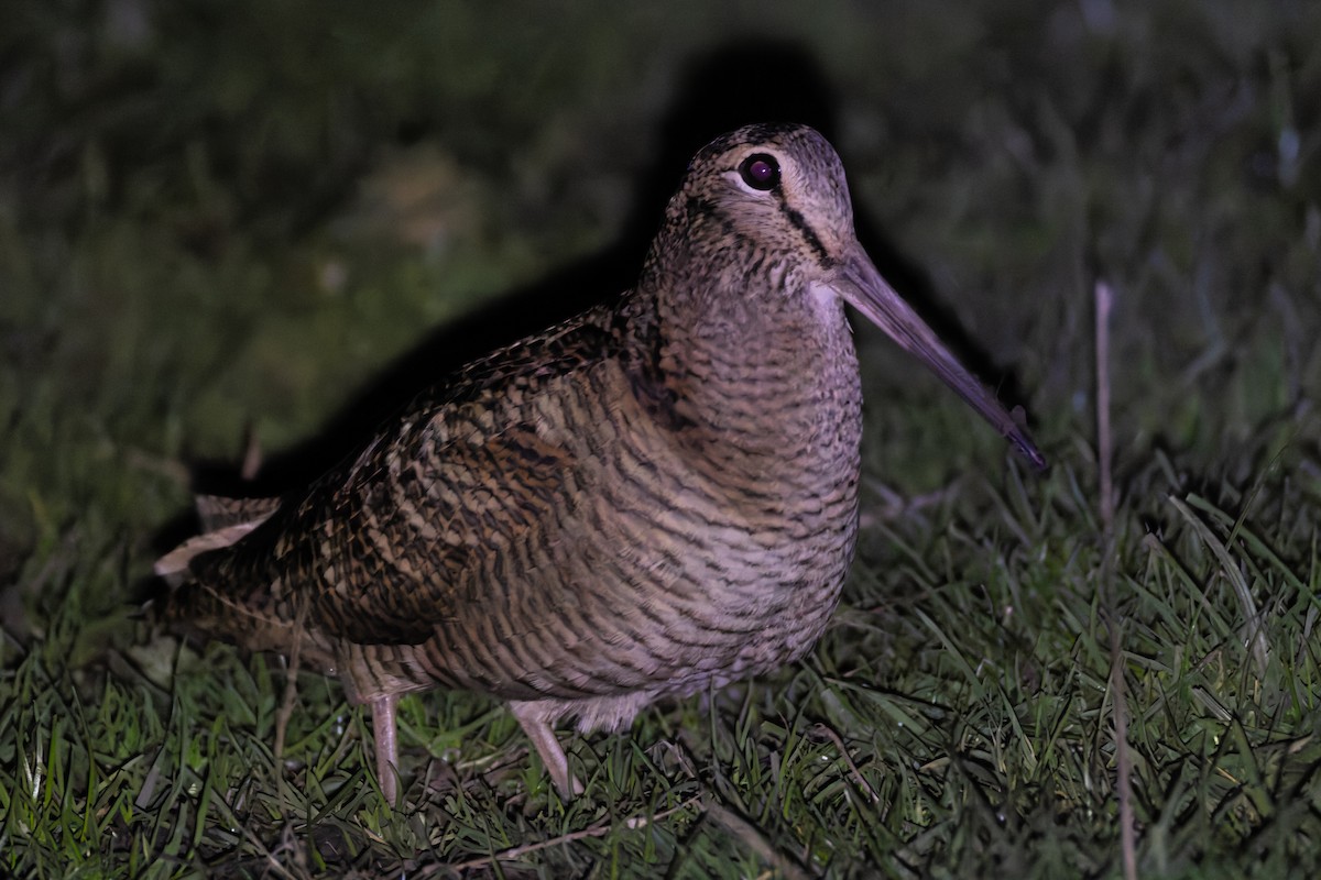 Eurasian Woodcock - ML644813697