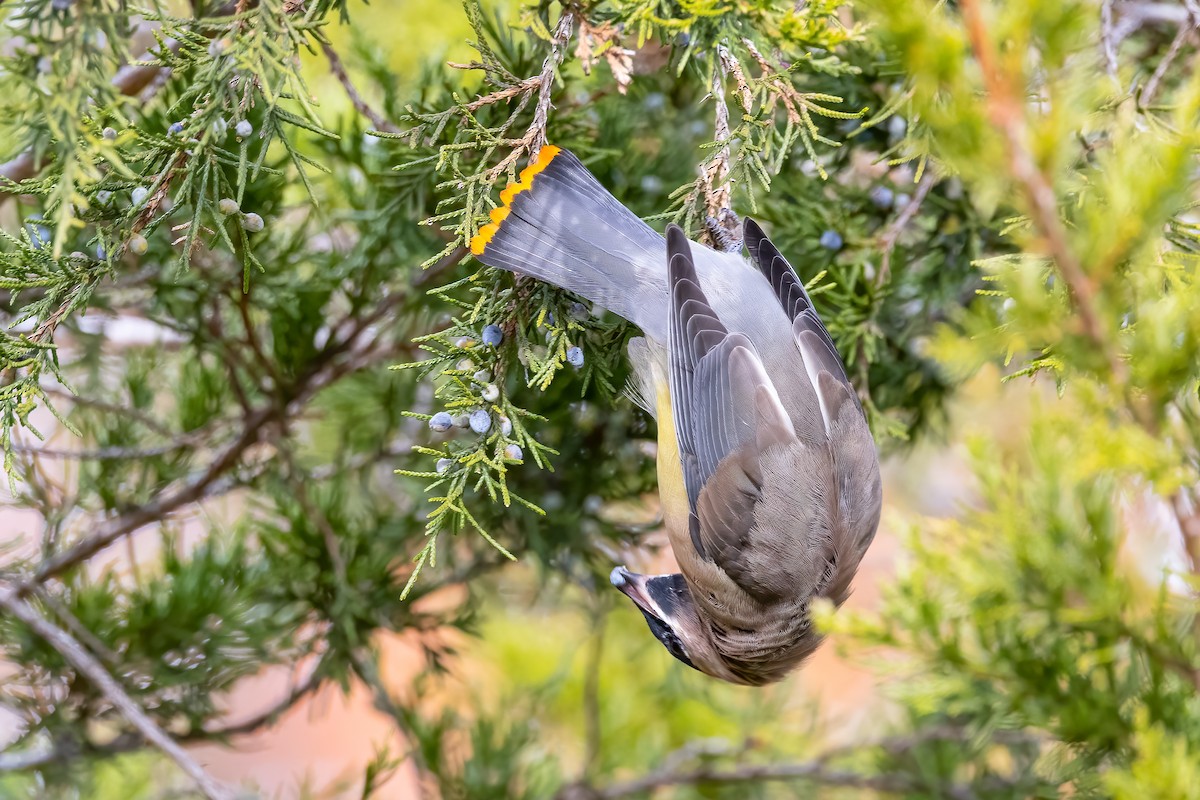 Cedar Waxwing - ML644813701
