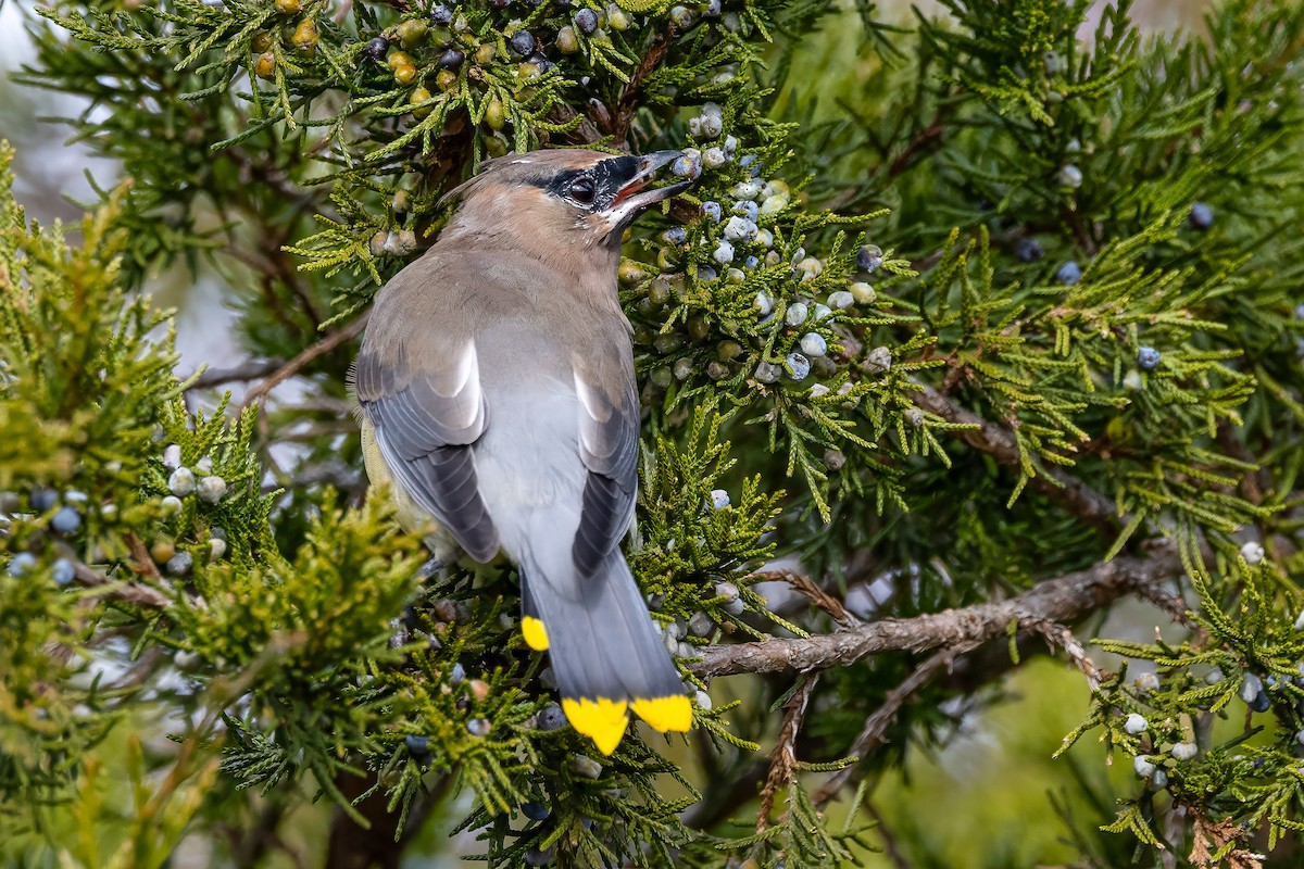 Cedar Waxwing - ML644813709