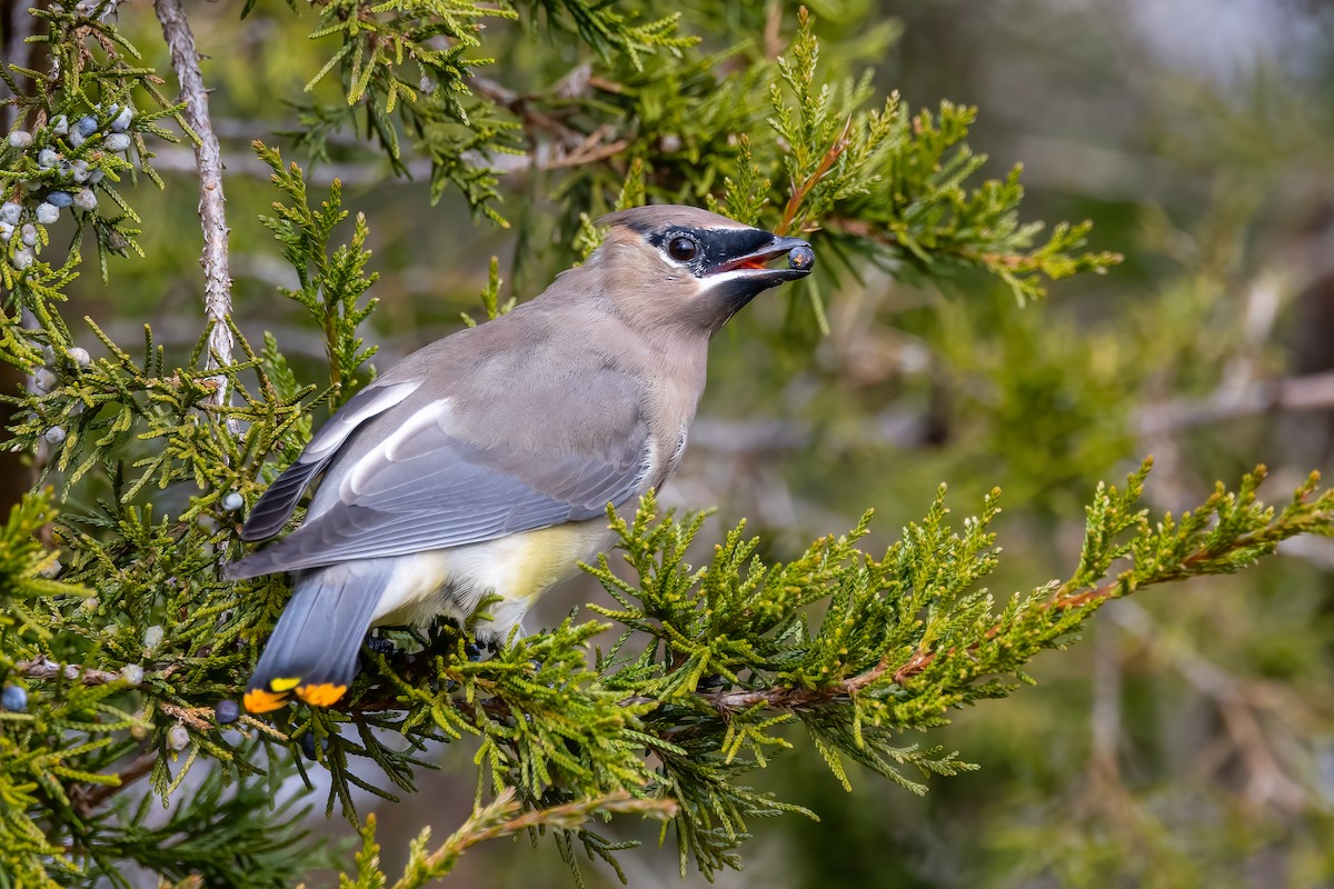 Cedar Waxwing - ML644813714