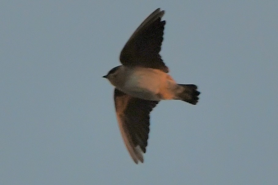 Cave Swallow (Texas) - ML644813723