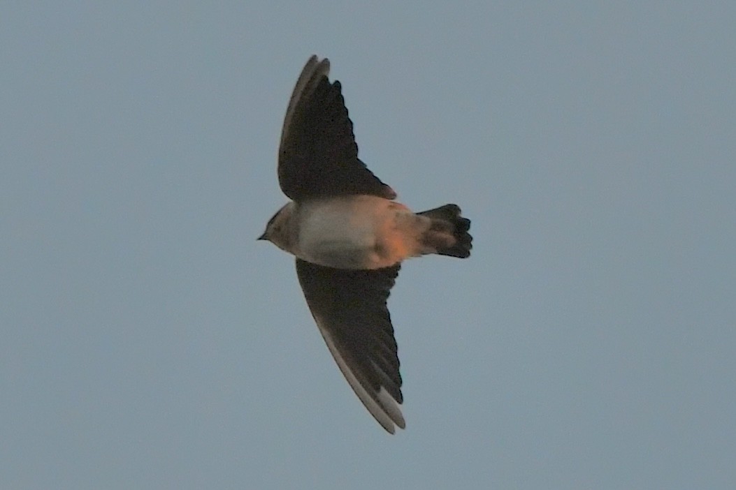 Cave Swallow (Texas) - ML644813725