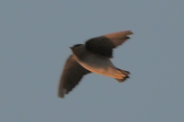 Cave Swallow (Texas) - ML644813726