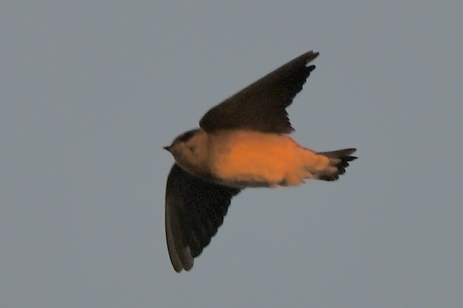 Cave Swallow (Texas) - ML644813727