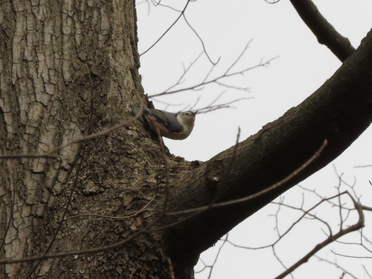 White-breasted Nuthatch - ML644813728