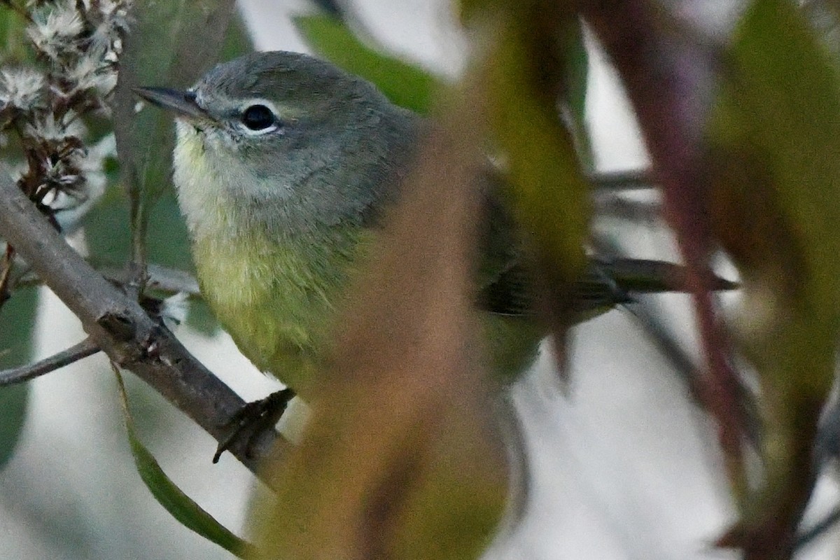 Orange-crowned Warbler - ML644813736