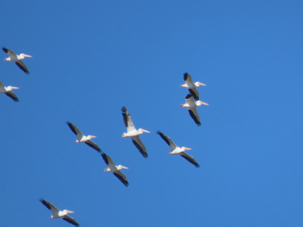 Nashornpelikan - ML644813740