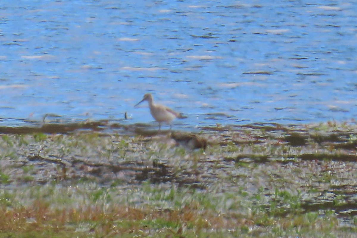 Greater Yellowlegs - ML644813743