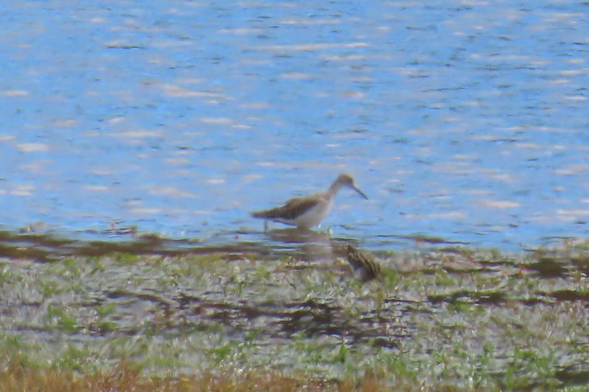 Greater Yellowlegs - ML644813744