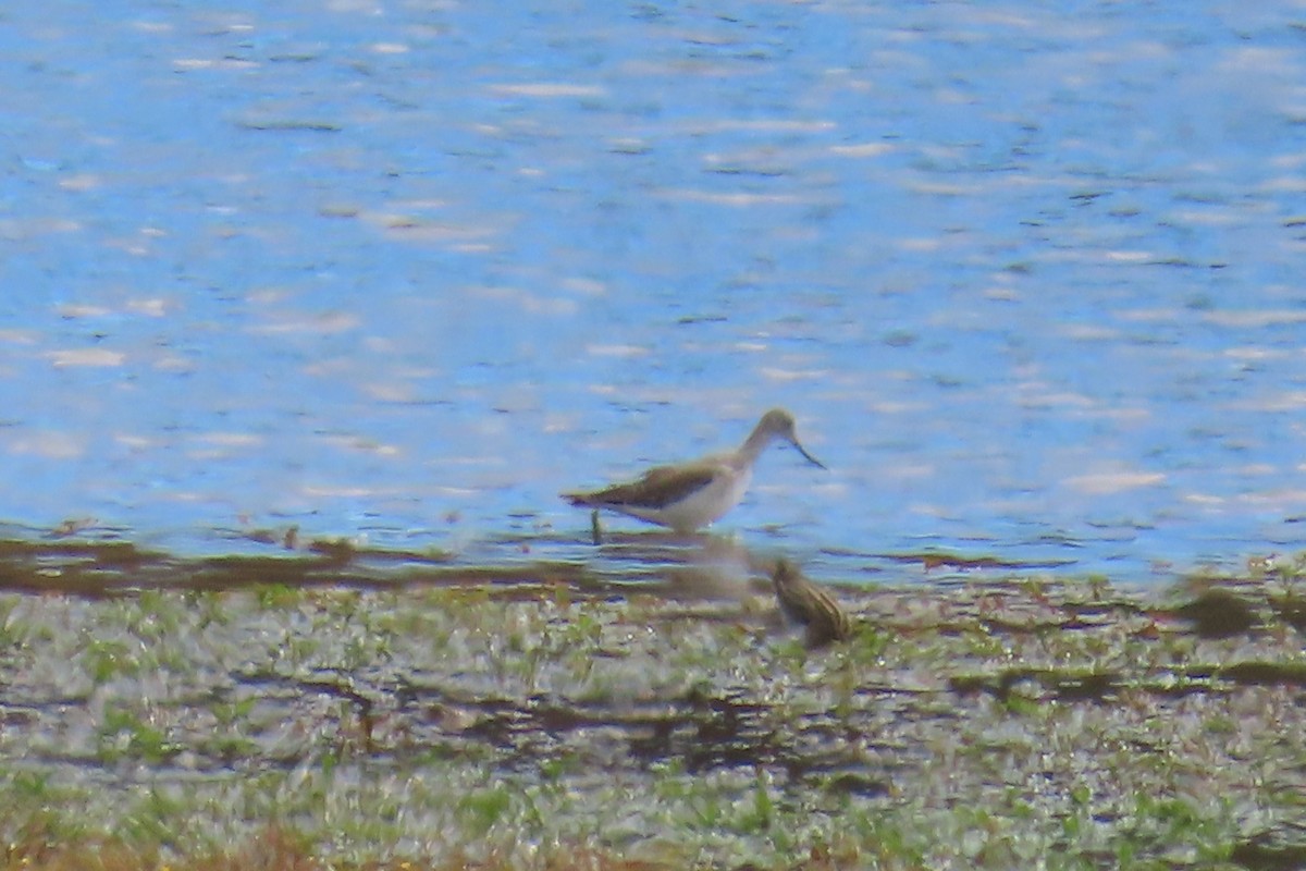 Greater Yellowlegs - ML644813745