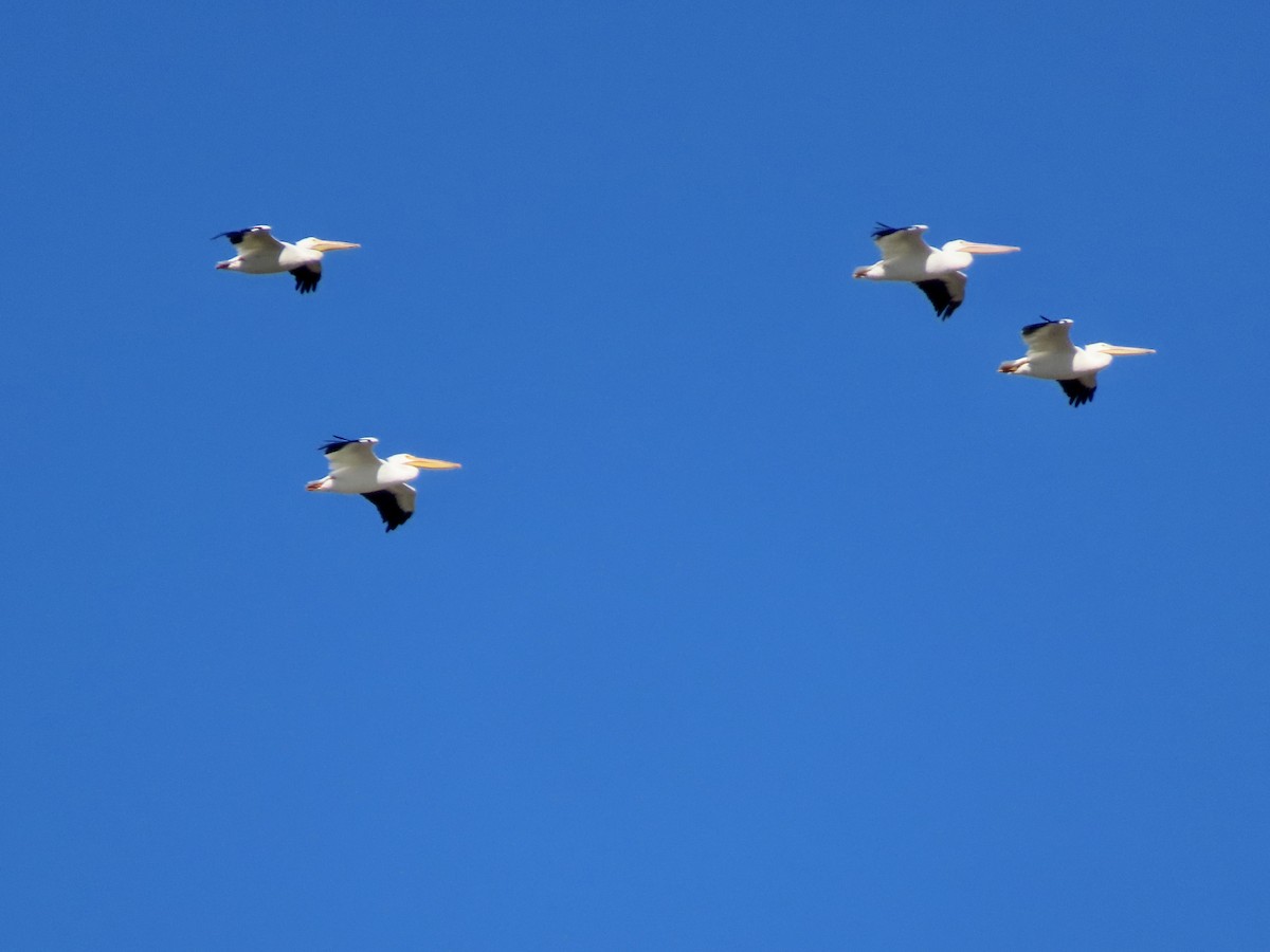 Nashornpelikan - ML644813746