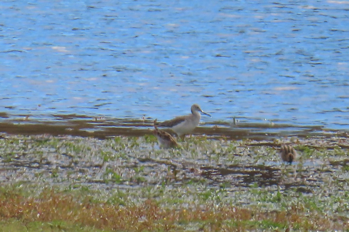 Greater Yellowlegs - ML644813747