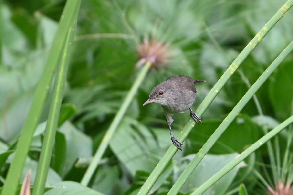 Papyrusrohrsänger - ML644813748