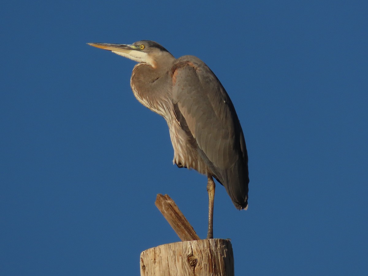 Kanadareiher - ML644813749