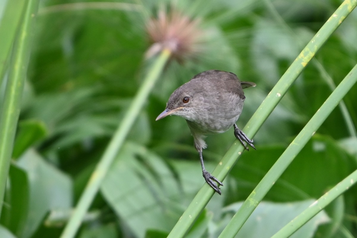 Papyrusrohrsänger - ML644813750