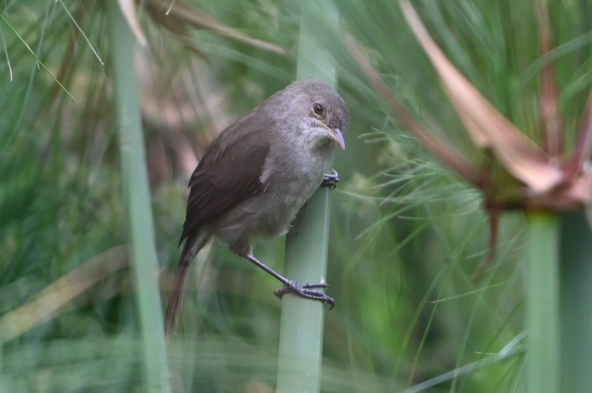 Papyrusrohrsänger - ML644813751