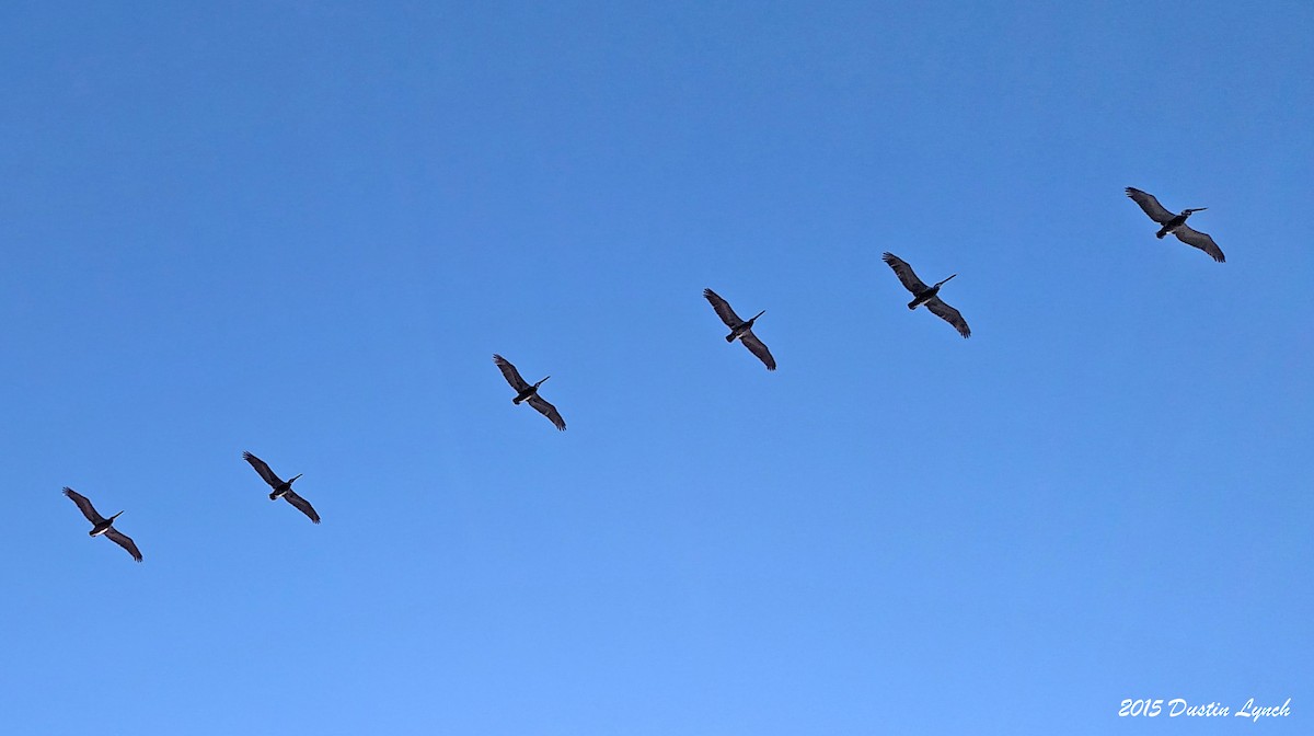 Braunpelikan - ML644813752