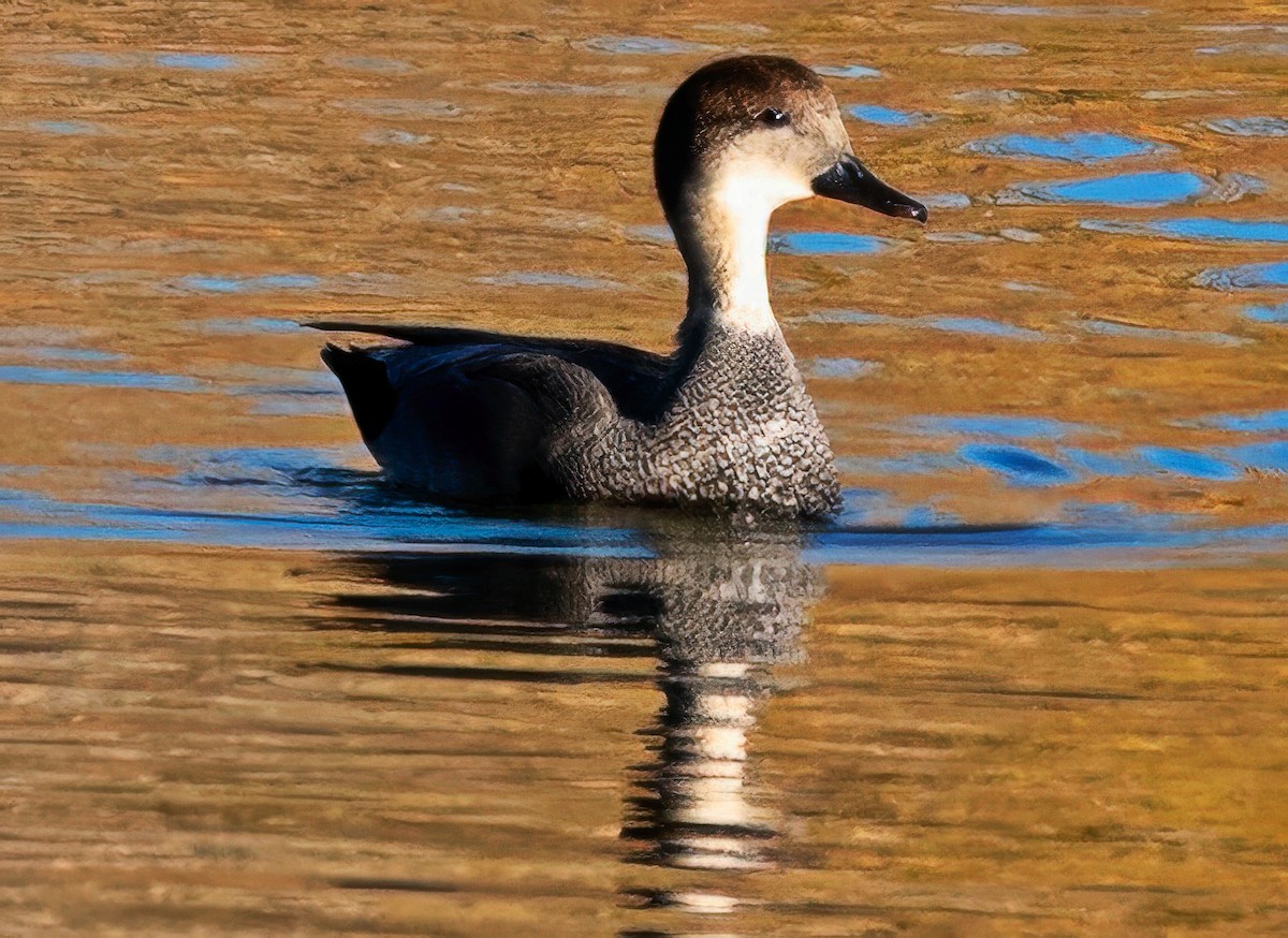 Schnatterente - ML644813753