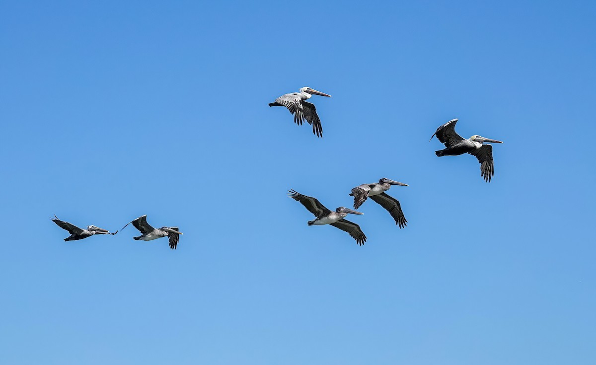 Braunpelikan - ML644813754