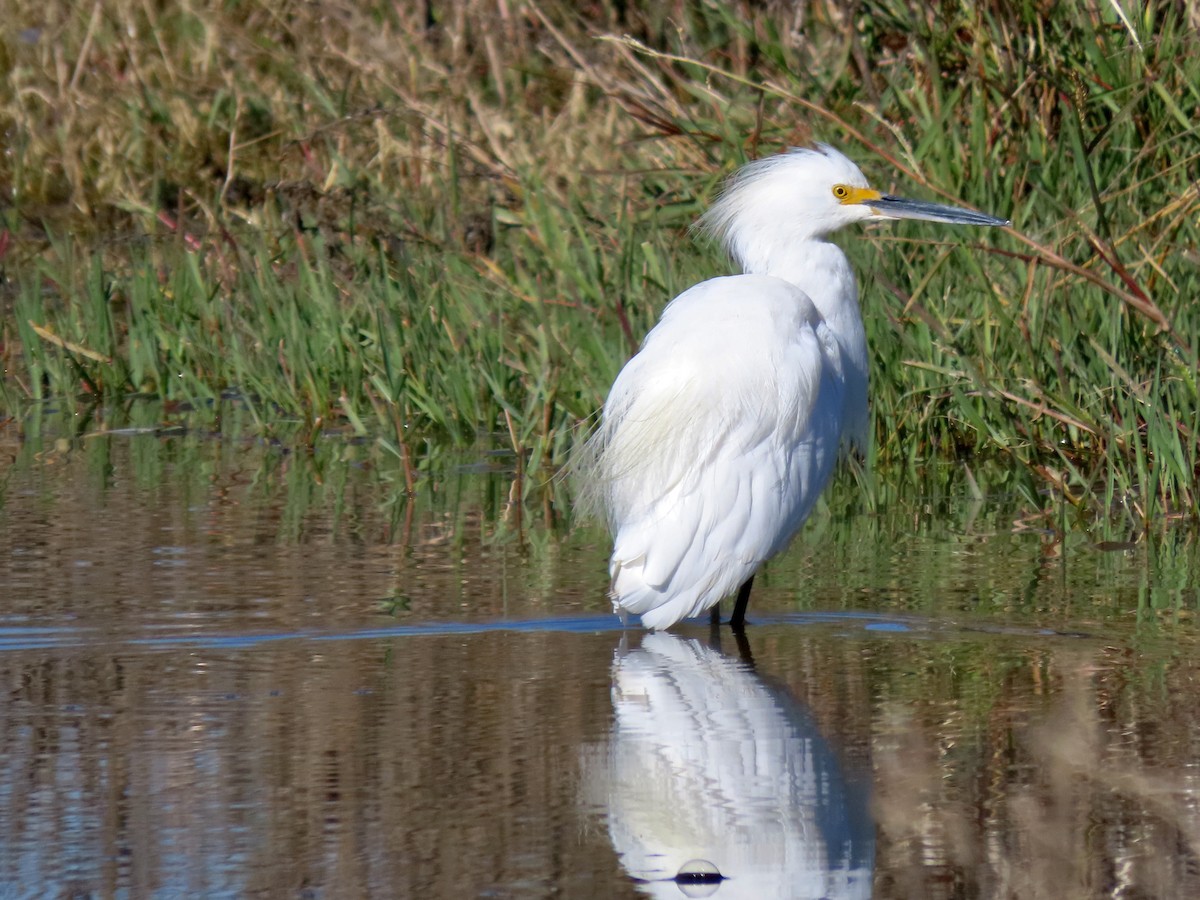 Schmuckreiher - ML644813757