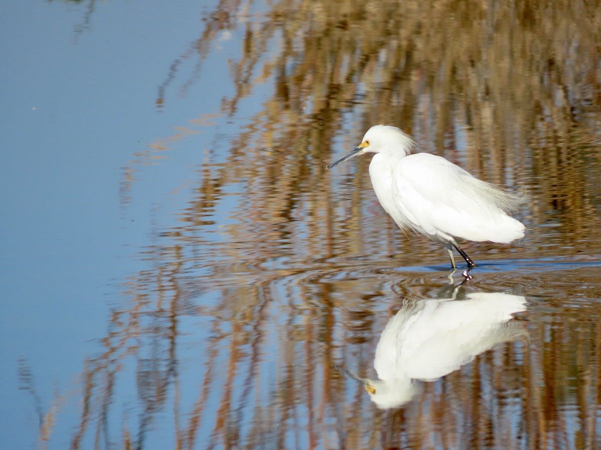 Schmuckreiher - ML644813759