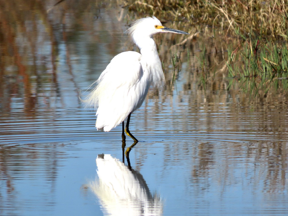 Schmuckreiher - ML644813760