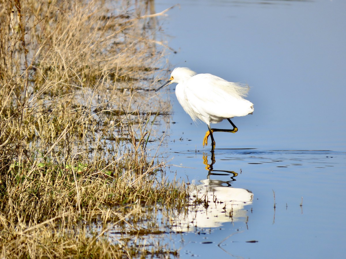 Schmuckreiher - ML644813761