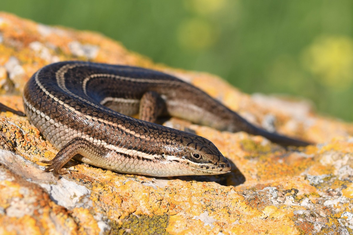 Reptilien - ML644813762