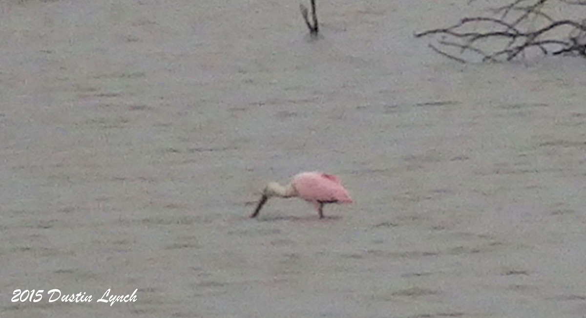 Rosalöffler - ML644813765