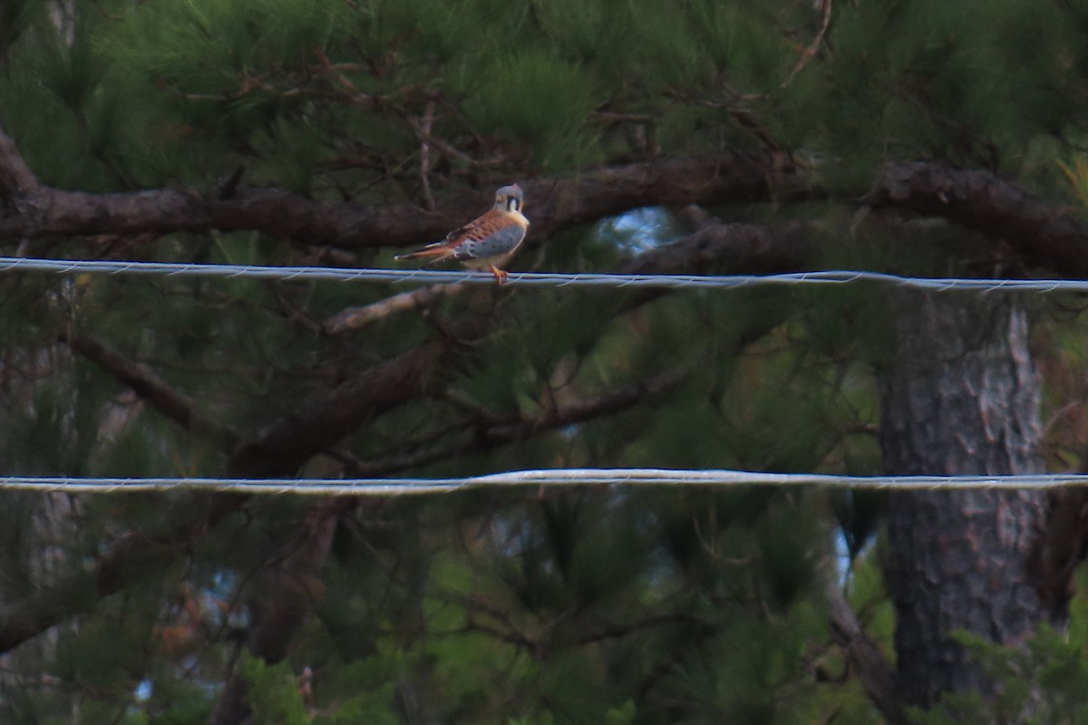 Buntfalke - ML644813767