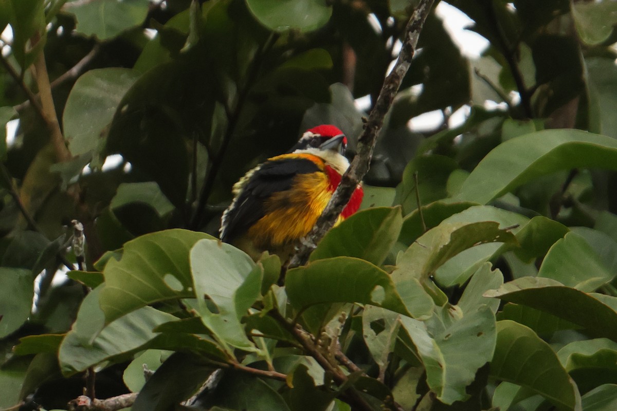 Scarlet-banded Barbet - ML644813770