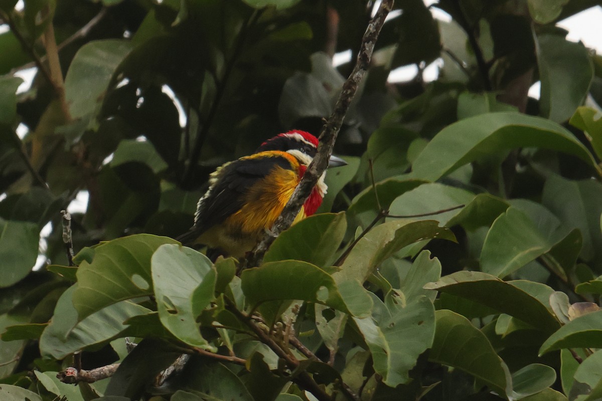 Scarlet-banded Barbet - ML644813776