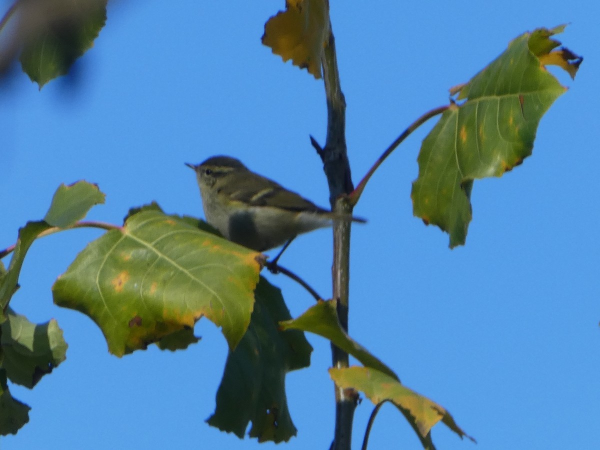 Yellow-browed Warbler - ML644813778