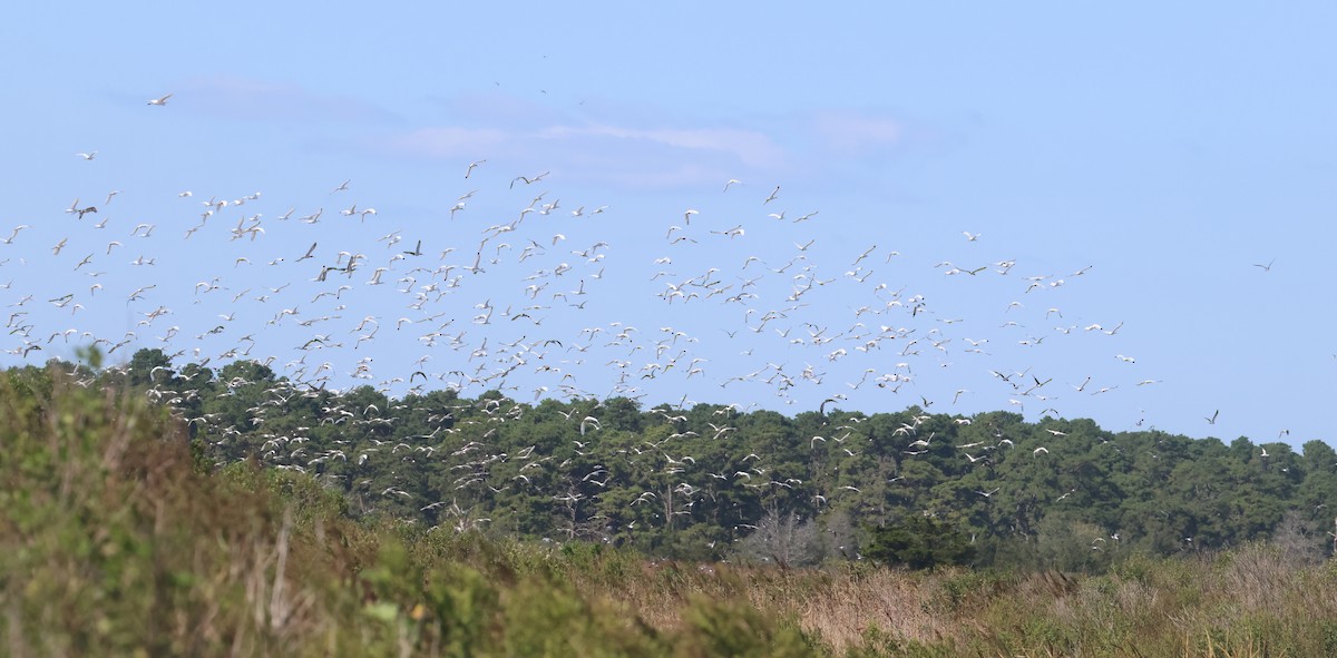 ibis bílý - ML644813779