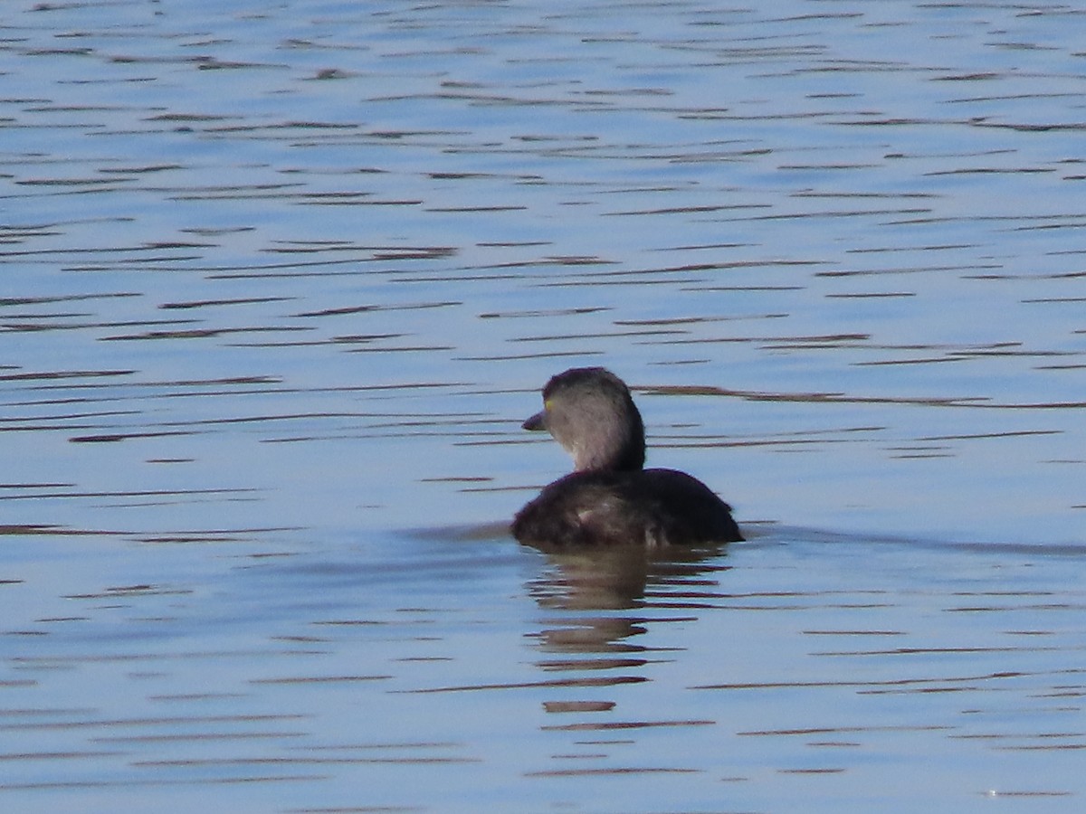 Least Grebe - ML644813780