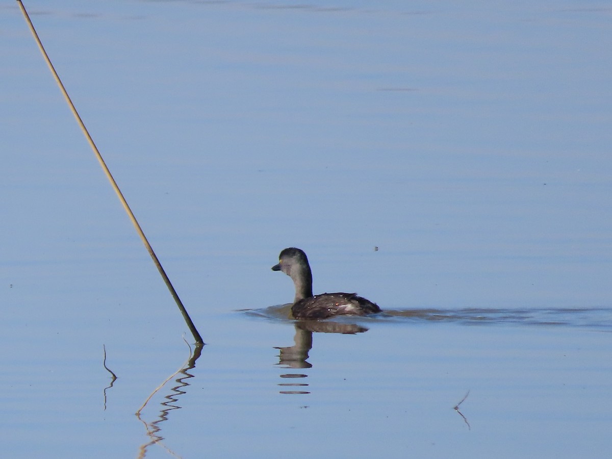 Least Grebe - ML644813783