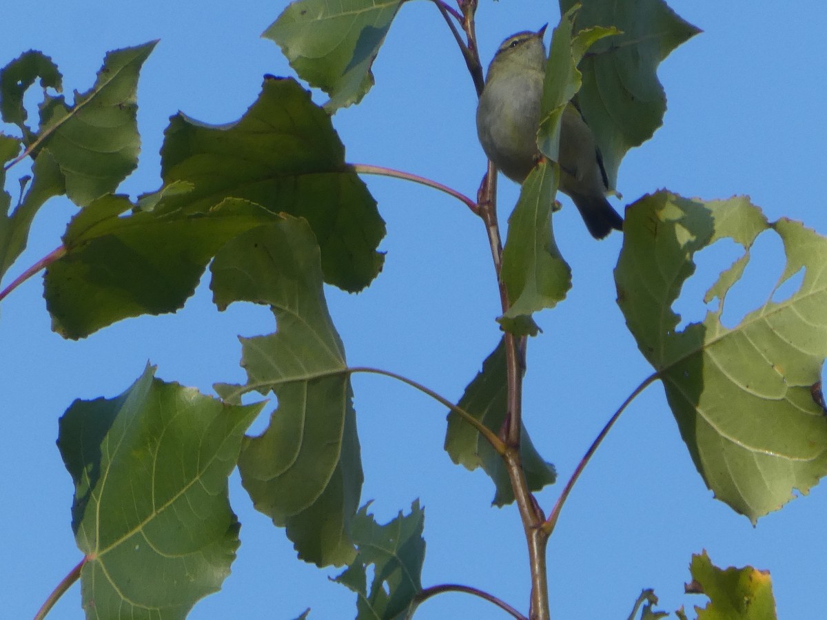 Yellow-browed Warbler - ML644813792