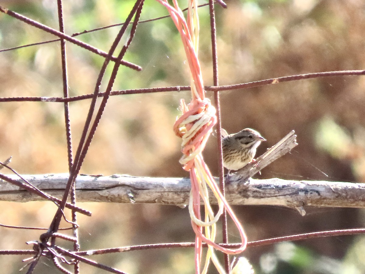 Lincoln's Sparrow - ML644813806
