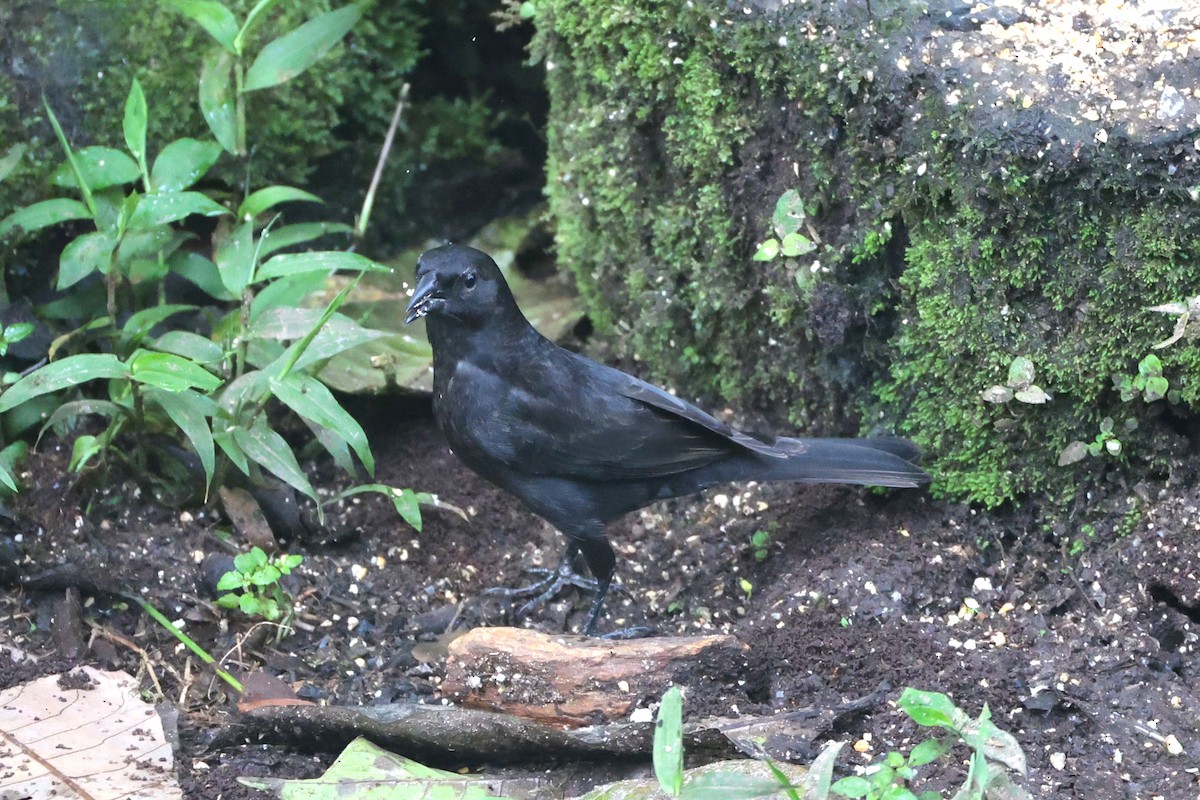 Scrub Blackbird - ML644813809