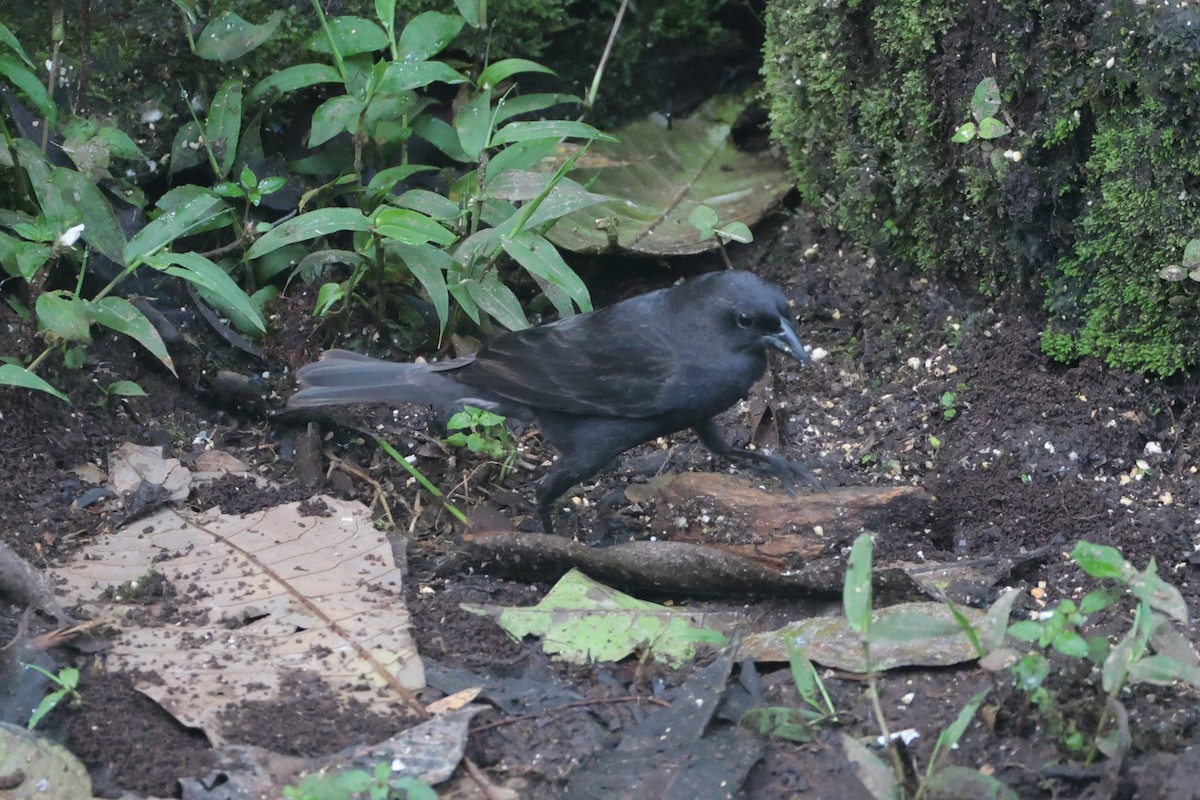 Scrub Blackbird - ML644813810