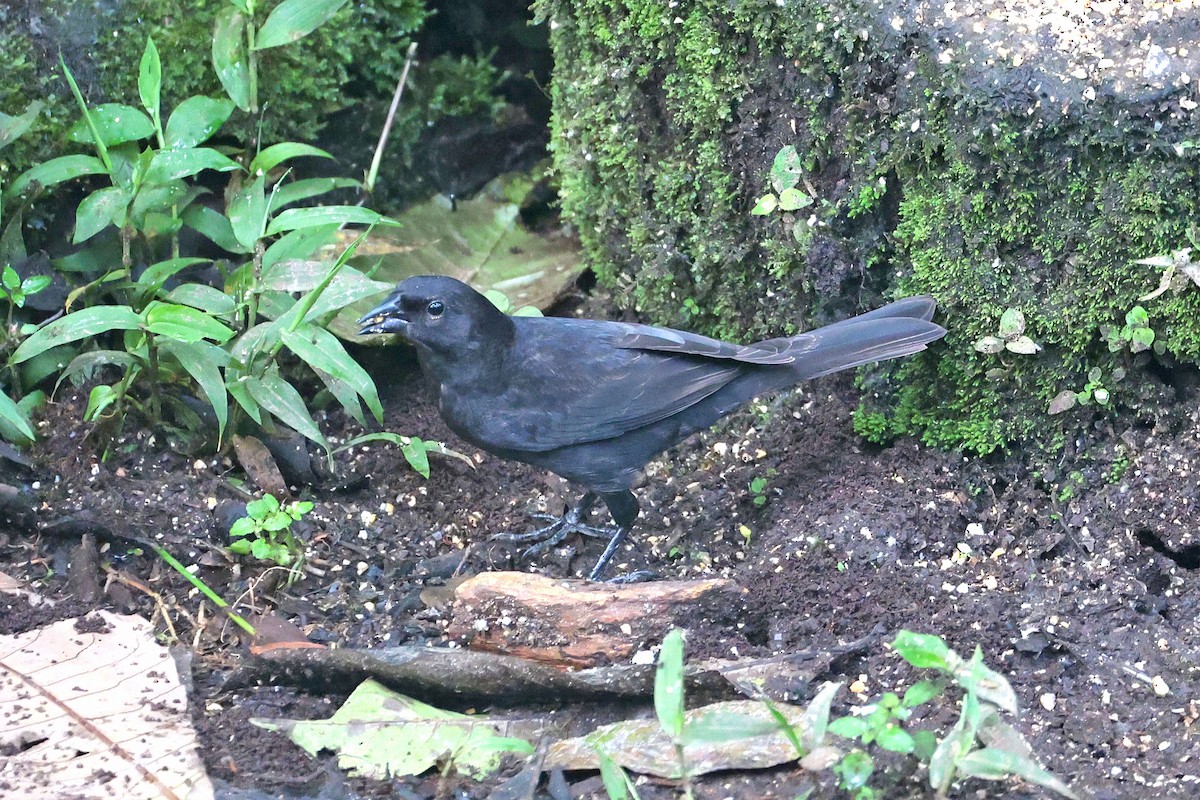 Scrub Blackbird - ML644813811