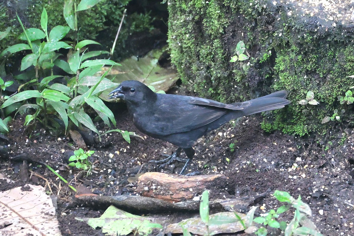 Scrub Blackbird - ML644813812