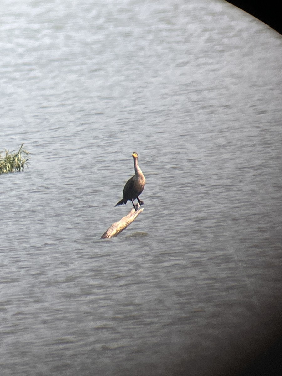 kormorán ušatý - ML644813815